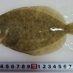 ガンゾウビラメ