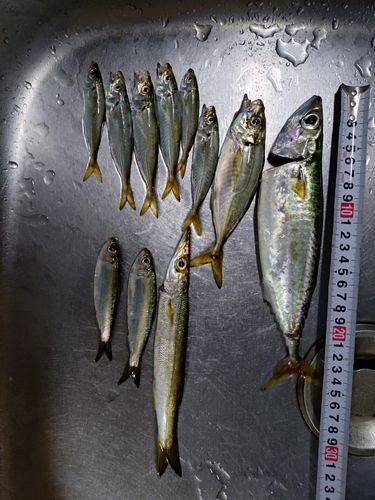 サバの釣果