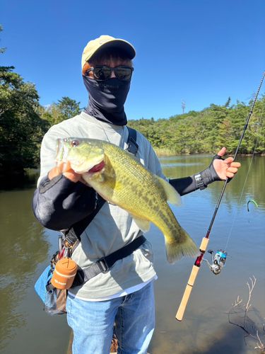 ラージマウスバスの釣果