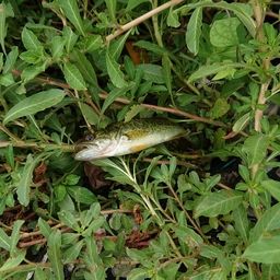 ラージマウスバス