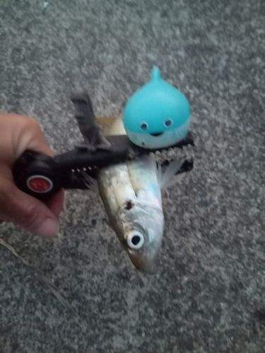 マアジの釣果