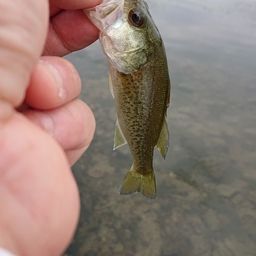 ラージマウスバス