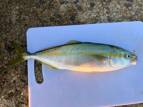 コゾクラの釣果