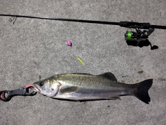釣果