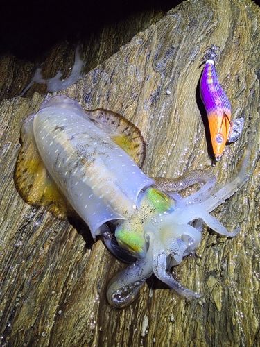 アオリイカの釣果