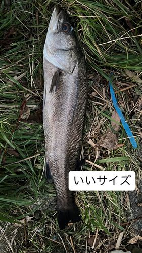 秋田港