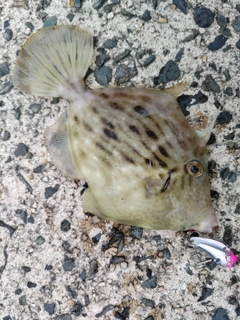 カワハギの釣果