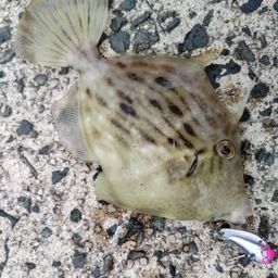 カワハギ