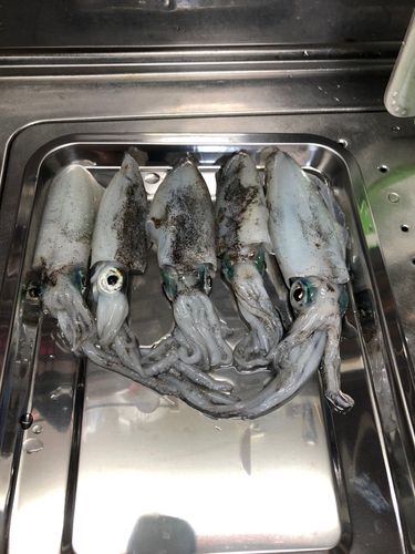 キジハタの釣果