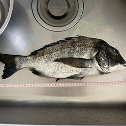 クロダイ