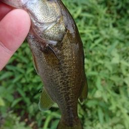 ラージマウスバス