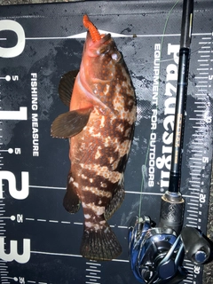 キジハタの釣果