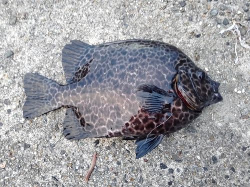 イシガキダイの釣果