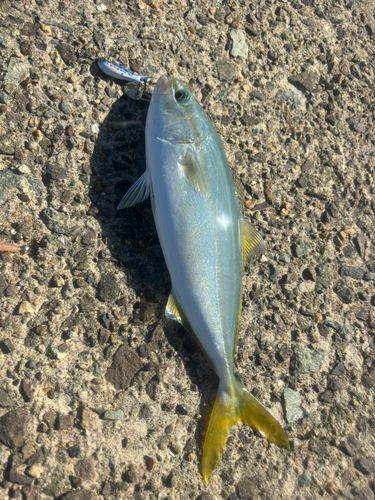 ワカシの釣果