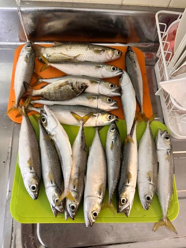 サバの釣果