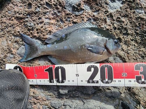メジナの釣果