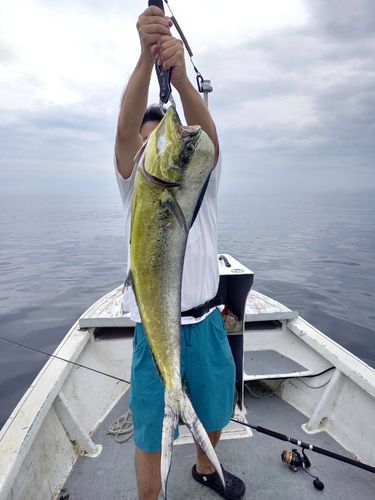 シイラの釣果