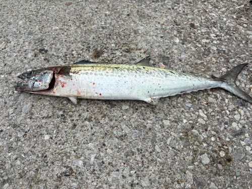 サゴシの釣果