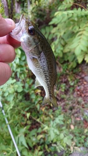 ラージマウスバスの釣果