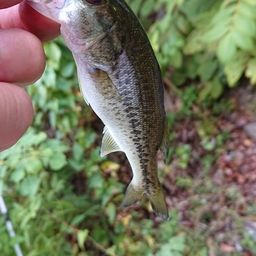 ラージマウスバス