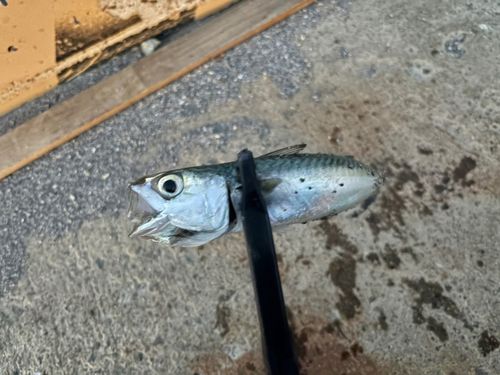 サバの釣果