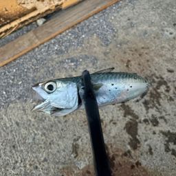 サバ