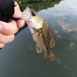 ラージマウスバス