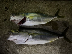 ワカシの釣果