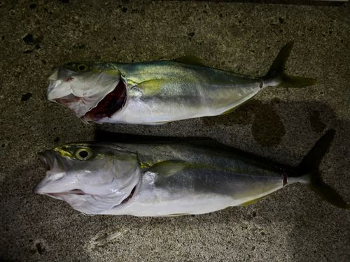 ワカシの釣果
