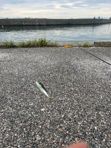 サンバソウの釣果