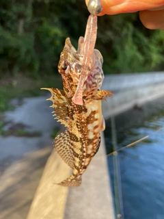 アナハゼの釣果