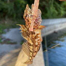 アナハゼ