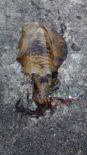 アオリイカの釣果