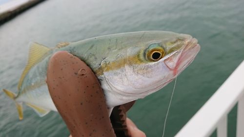 ツバイソの釣果