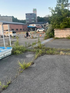 キジハタの釣果