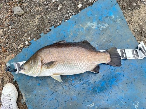 バラマンディの釣果