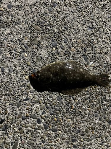 ヒラメの釣果