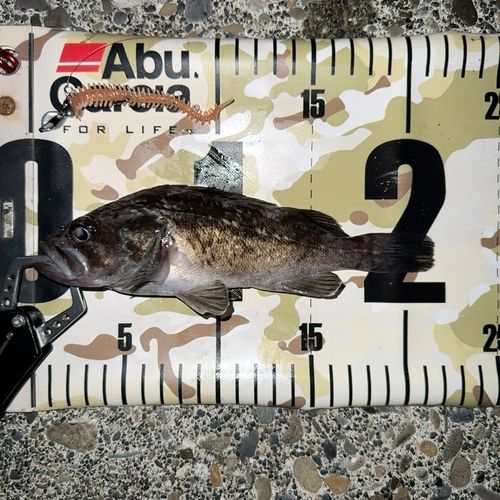 クロソイの釣果