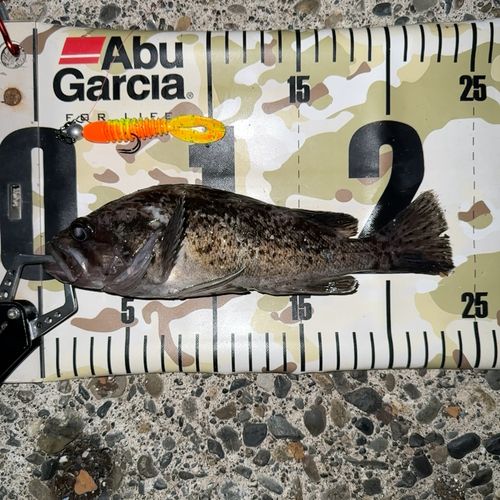 クロソイの釣果