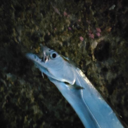 タチウオの釣果