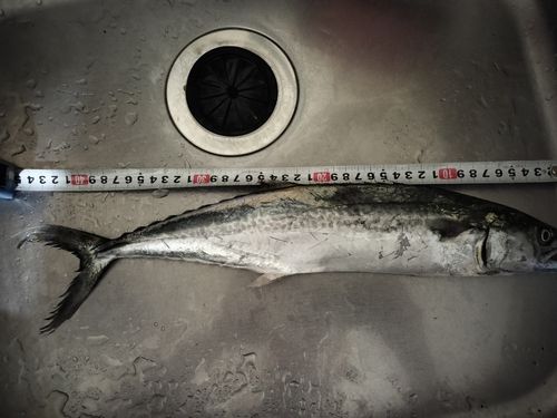 サゴシの釣果