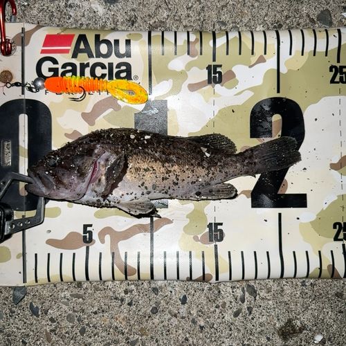 クロソイの釣果