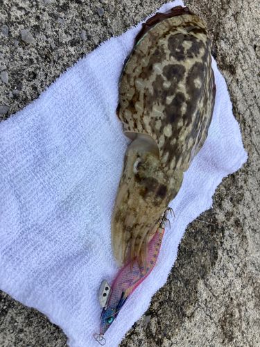 モンゴウイカの釣果