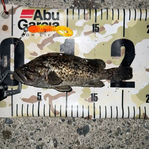 クロソイの釣果