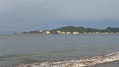 シロギスの釣果
