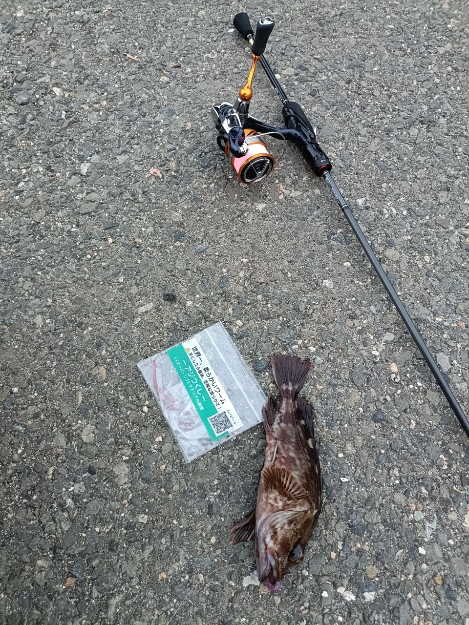 カサゴ