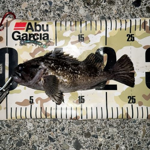 クロソイの釣果