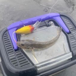 マハゼ