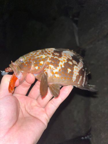 キジハタの釣果