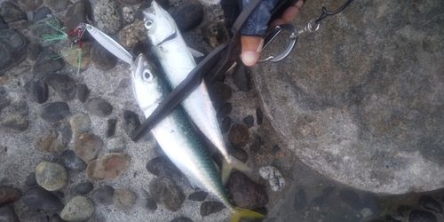 サバの釣果